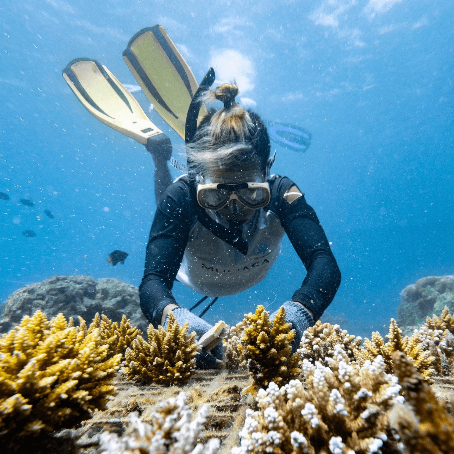 Adopt a baby coral - Vandaya